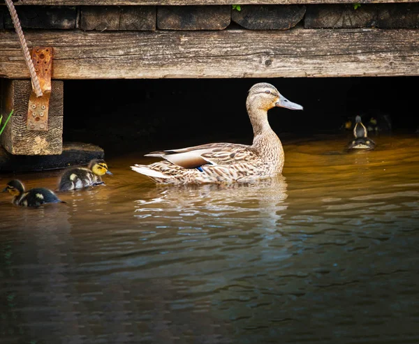 Ente Auf Dem Wasser Nicht Hellem Licht — Stockfoto