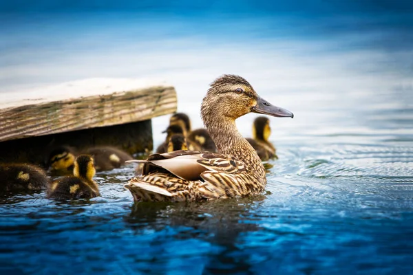 Ente Wasser Einem Ziemlich Hellen Licht — Stockfoto