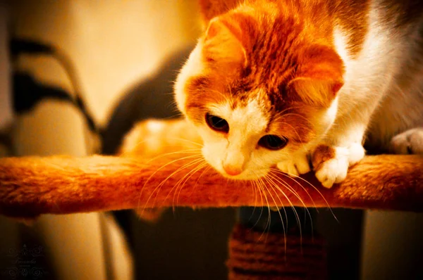 Soluk Işık Sepetiçinde Kedi — Stok fotoğraf
