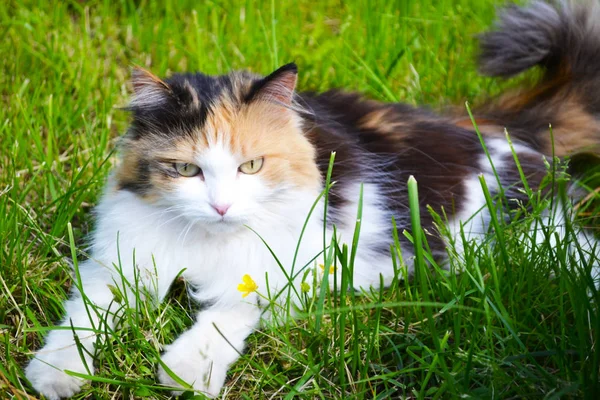 Gato Hierba Desvanecido Luz — Foto de Stock