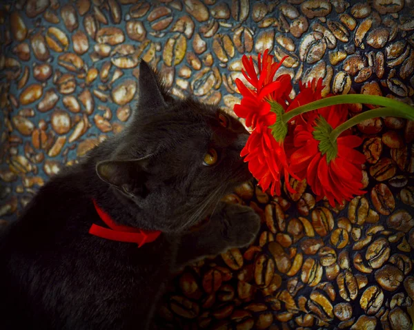 Retrato Gato Luz Desvanecimiento — Foto de Stock