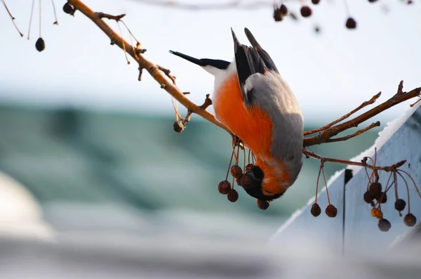 Hélicoptère Vol Dans Feu Qui Éteint — Photo