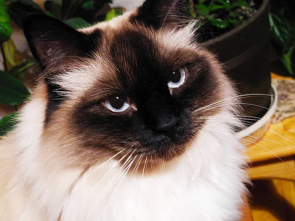 Кошка Зелеными Глазами Тусклом Свете — стоковое фото
