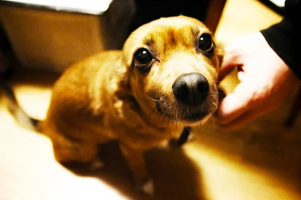 かなり明るい光の中で犬と猫 — ストック写真