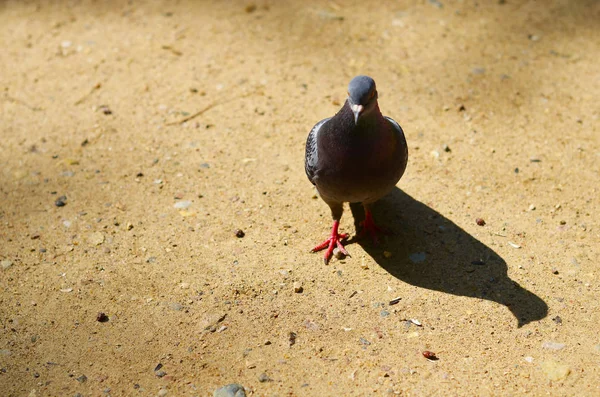 Parlak Işıkta Kum Güvercin — Stok fotoğraf