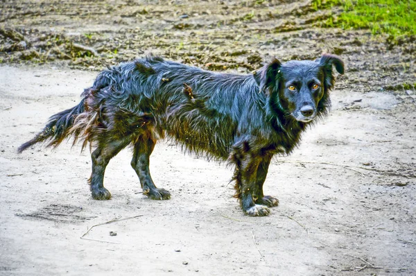 色あせた光の中でビーチで犬 — ストック写真