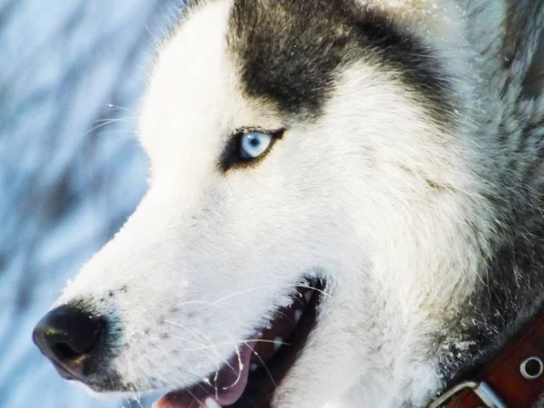 Retrato Husky Siberiano Uma Luz Bastante Brilhante — Fotografia de Stock