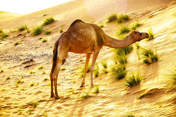 Καμήλα Στην Έρημο Ξεθωριασμένο Φως — Φωτογραφία Αρχείου