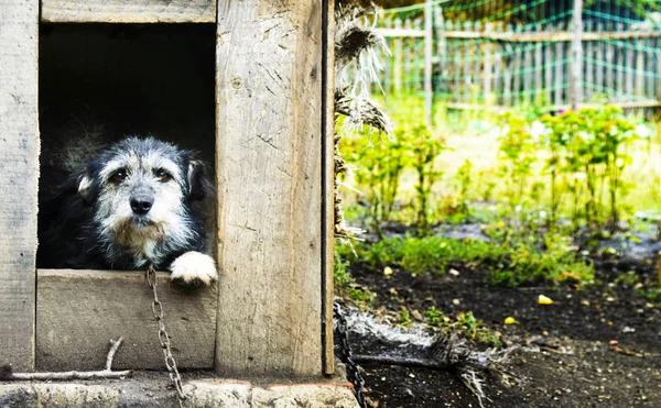 Perro Ventana Luz Muy Brillante — Foto de Stock