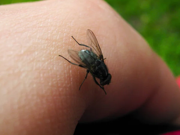 Flyga Blad Blekning Ljus — Stockfoto