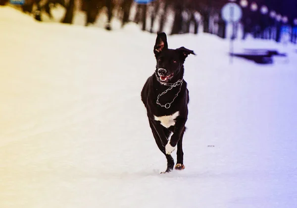 Cão Neve Luz Não Muito Brilhante — Fotografia de Stock