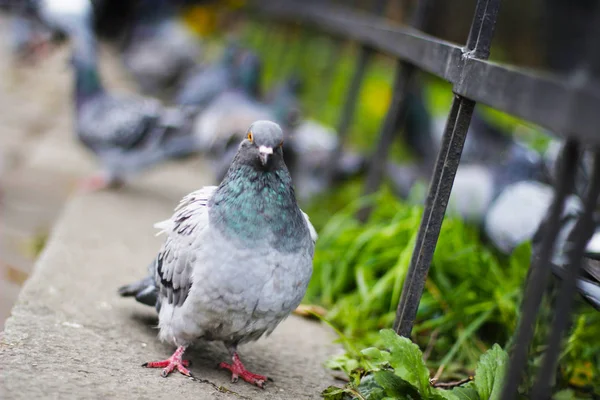 Pombo Cerca Luz Desvanecendo — Fotografia de Stock