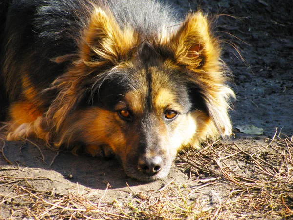 Portrait Dog Faded Light — Stock Photo, Image