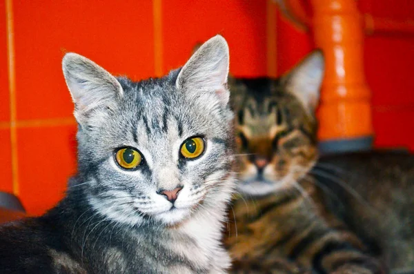 Çok Parlak Olmayan Işık Yeşil Gözlü Kedi — Stok fotoğraf