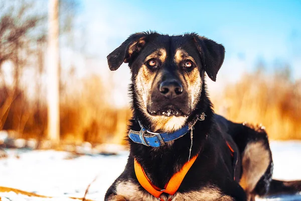 Cane Nella Neve Luce Sbiadita — Foto Stock