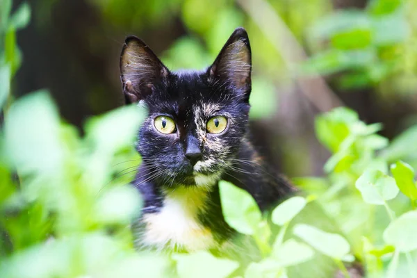 Chat Dans Herbe Dans Lumière Pas Très Brillante — Photo