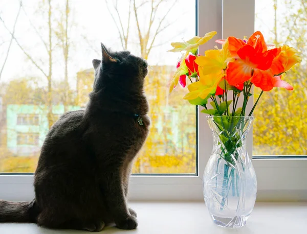 cat with flowers in vase in a fading light