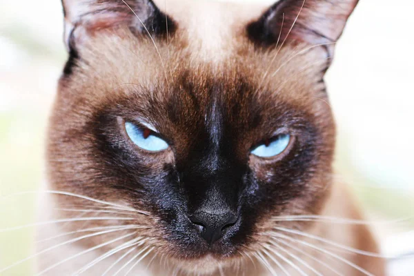 Portret Van Een Kat Vervaagd Licht — Stockfoto