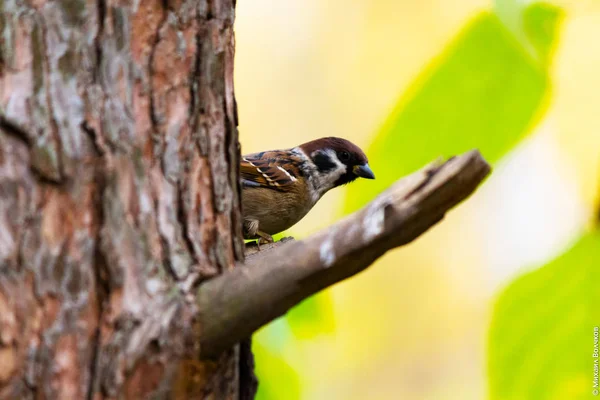 Mésange Bleue Main Dans Une Lumière Pas Très Vive — Photo