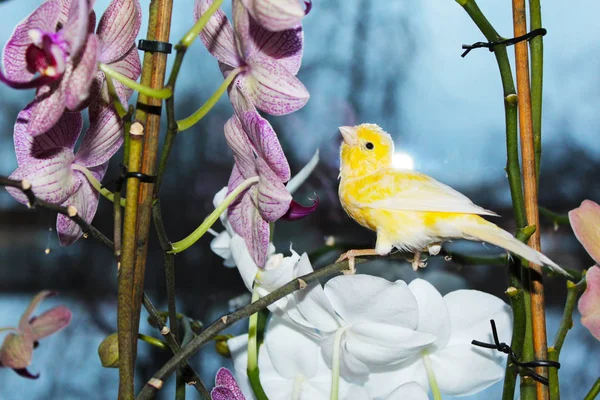 Pájaro Una Rama Luz Muy Brillante — Foto de Stock