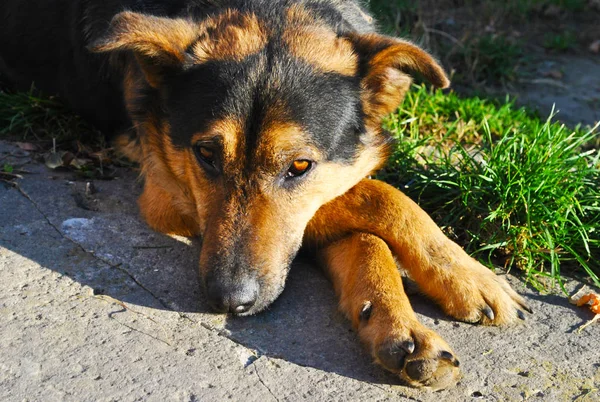 色あせた光の中の犬の肖像画 — ストック写真