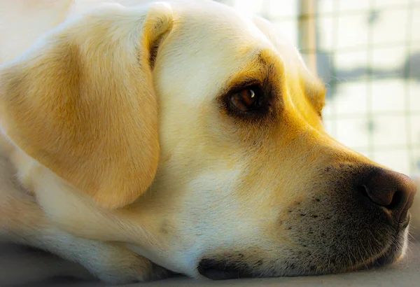 Cane Sdraiato Sul Pavimento Luce Intensa — Foto Stock