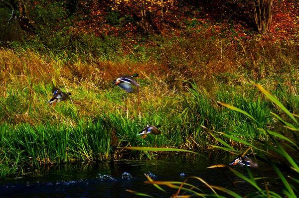 Vogel Teich Nicht Sonderlich Hellem Licht — Stockfoto