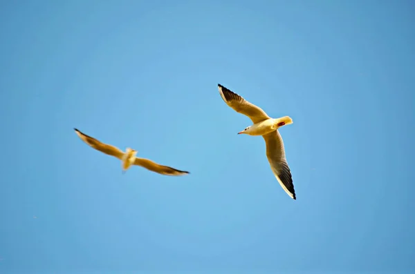 Seagull Flying Sky Very Bright Light — Stock Photo, Image