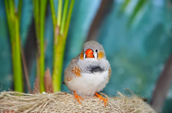 明るい光の中の巣の鳥 — ストック写真