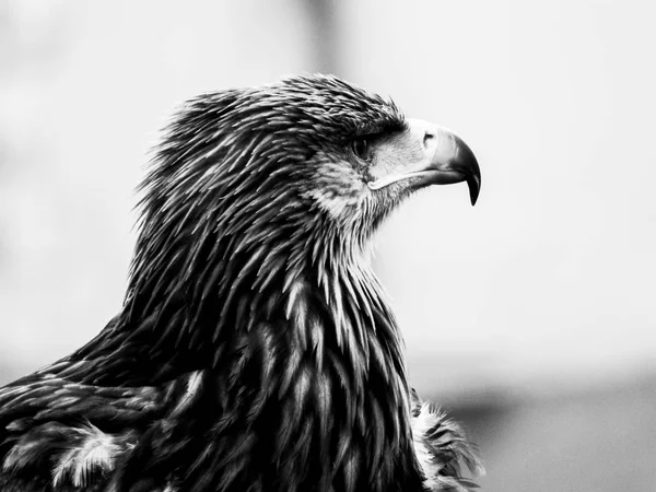 Portrait Eagle Rather Bright Light — Stock Photo, Image