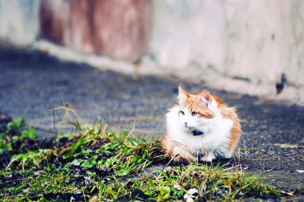 정원에서 고양이 — 스톡 사진
