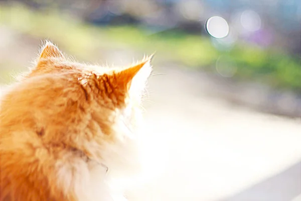 Head Ginger Cat Rather Bright Light — Stock Photo, Image