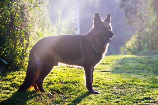 Cane Erba Luce Non Molto Lucente — Foto Stock