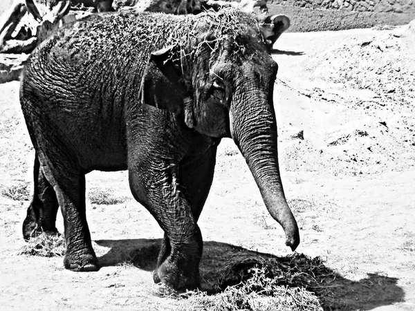 Elefante Elefante Luz Decolorante — Foto de Stock