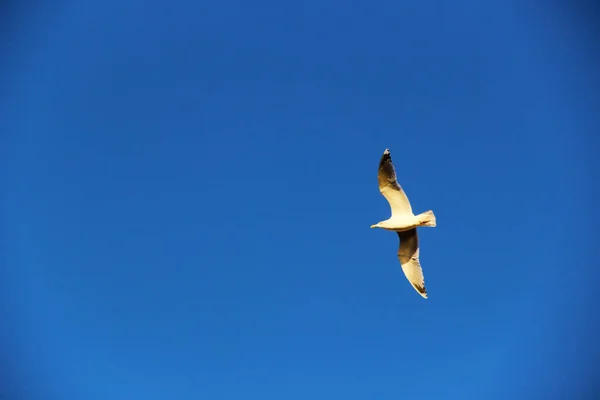 色あせた光の中で空にカモメ — ストック写真