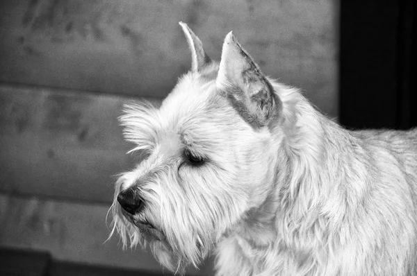 Oeste Highland Terrier Branco Frente Fundo Uma Luz Desvanecendo — Fotografia de Stock