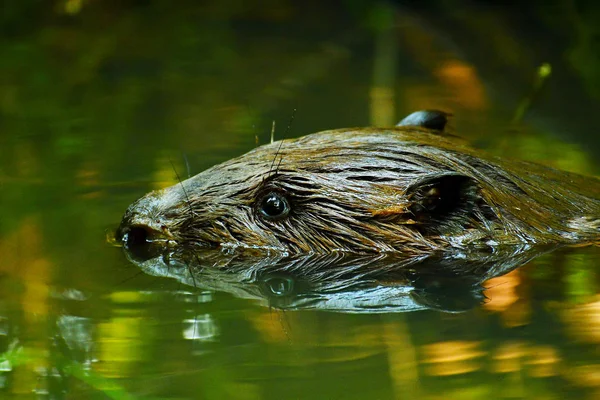 Schildpad Water Niet Erg Helder Licht — Stockfoto