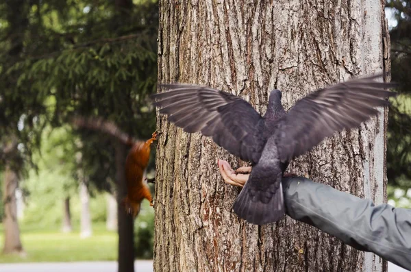 あまり明るい光の中の獲物の鳥 — ストック写真