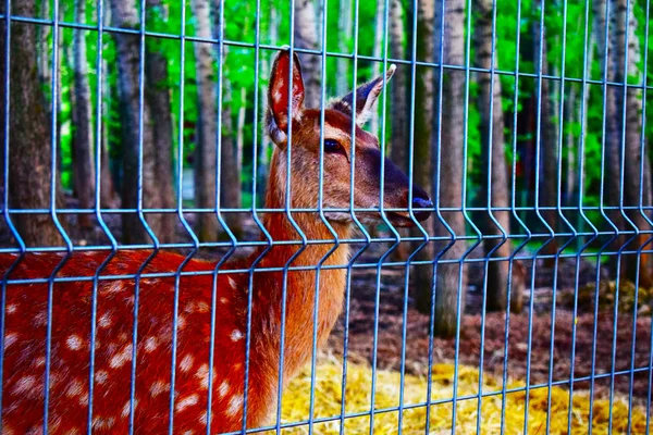 bird in cage in a rather bright light