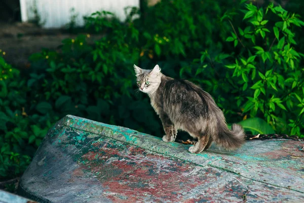 Gato Telhado Luz Não Muito Brilhante — Fotografia de Stock