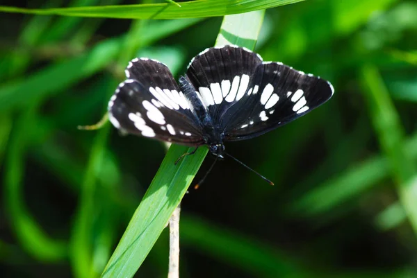 Motyl Liściach Niezbyt Jasnym Świetle — Zdjęcie stockowe
