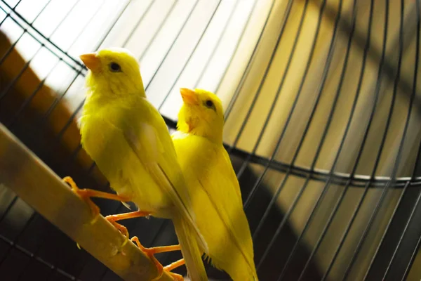 yellow bird in cage in fading light