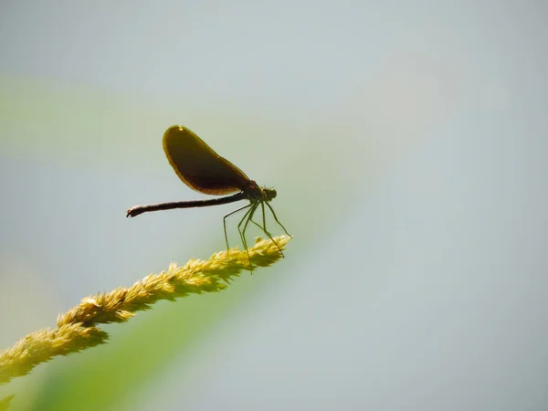 Libélula Senta Ramo Centeio — Fotografia de Stock