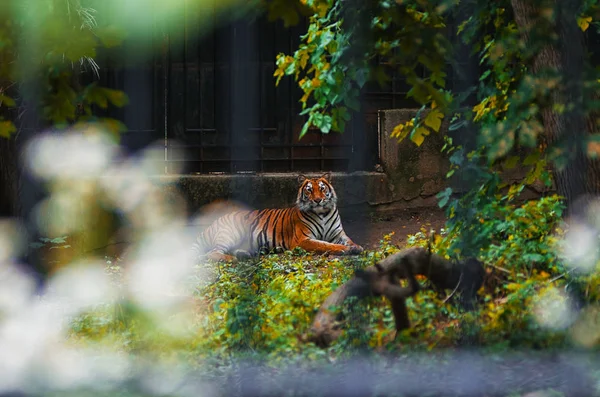 Тигр Сидить Зеленому Парку — стокове фото