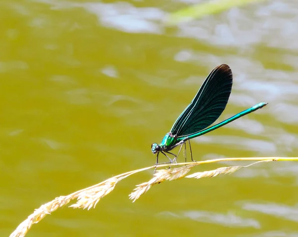 Blaue Libelle Mit Großen Flügeln Sitzt Gras — Stockfoto