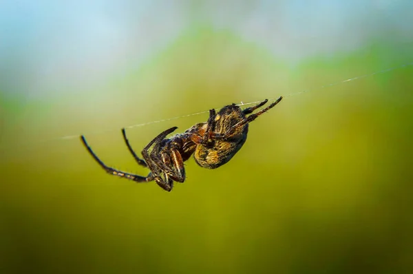 Large Spider Crawls Small Web — Stock Photo, Image