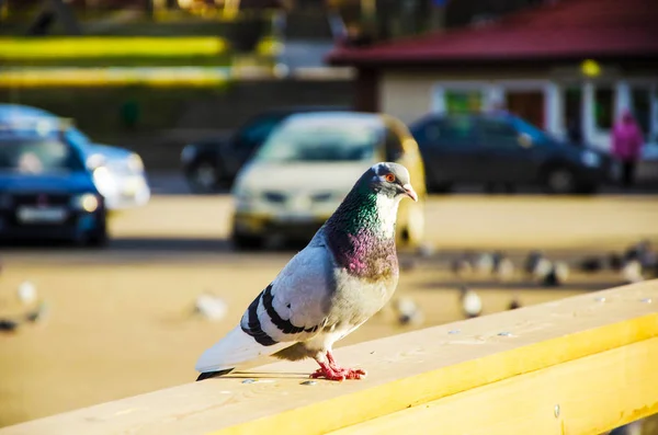 あまり明るくない光の中で手の中の鳩 — ストック写真