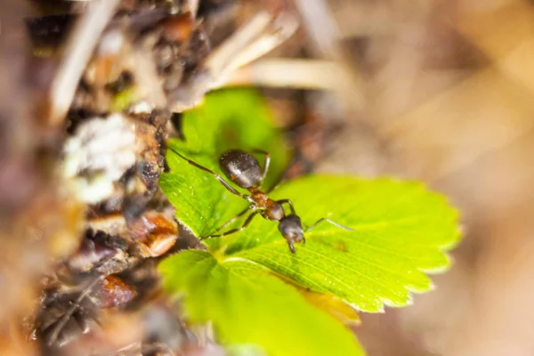 little ant sits on a bright green leaf