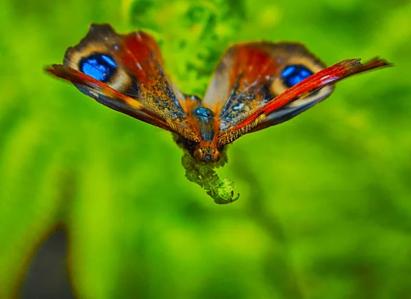异国情调的彩虹蝴蝶坐在绿叶上 — 图库照片