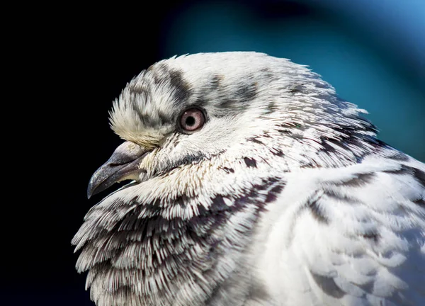 Retrato Eurasian Águia Coruja Desvanecimento Luz — Fotografia de Stock